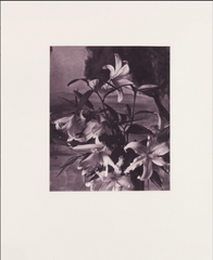 McDermott, David  and  McGough, Peter (B. 1952 and 1958); "The metallic plate: The art of photography, 1994"