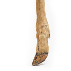 Deer Foot and Bone Page Turner