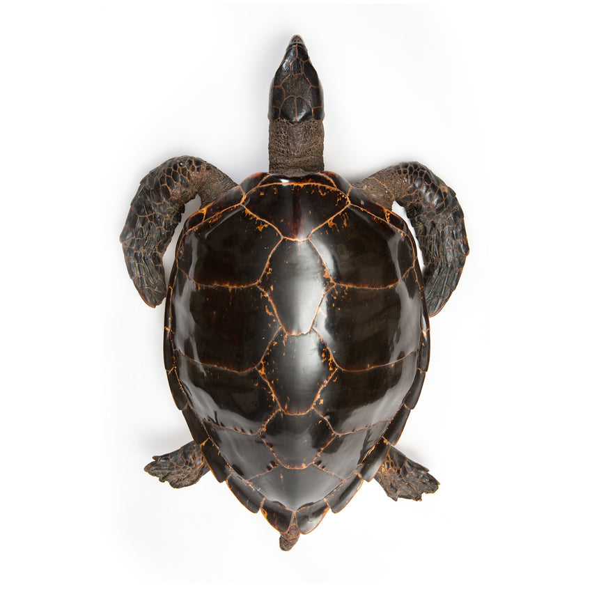 Impressive Tortoiseshell (Taxidermy)