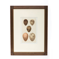 Hand Painted Eggs Print on 19th Century Frame