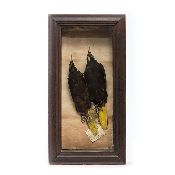 Central America Yellow Tailed Black Birds in a Shadow Box