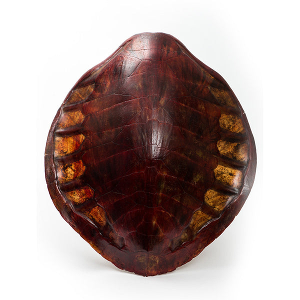 Red Tainted Tortoise Caparace (without shell)