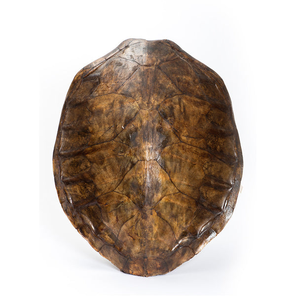 Dark Tainted Totoise Carapace (without the shell)