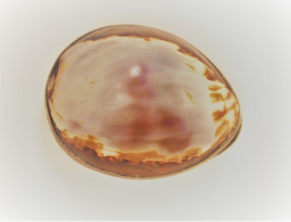 Mounted Cowrie Shell and Agate Snuff Box, 19th Century England