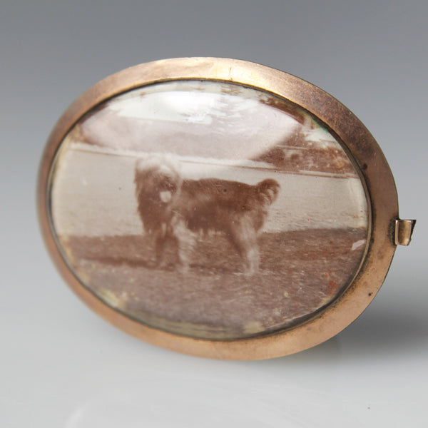 Dog's Hair Locket in a Brooch